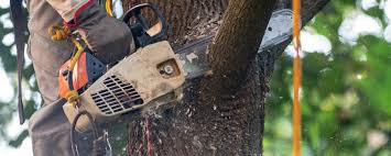 Best Lawn Irrigation Installation and Maintenance  in Cumberland, KY