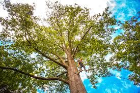 Best Lot and Land Clearing  in Cumberland, KY