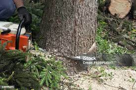 Best Hazardous Tree Removal  in Cumberland, KY