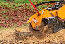 Best Arborist Consultation Services  in Cumberland, KY