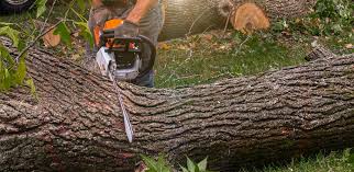 Leaf Removal in Cumberland, KY