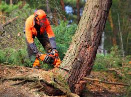 How Our Tree Care Process Works  in  Cumberland, KY