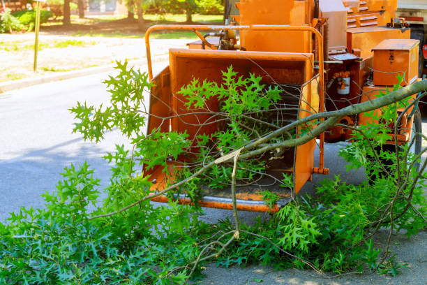 Best Arborist Consultation Services  in Cumberland, KY