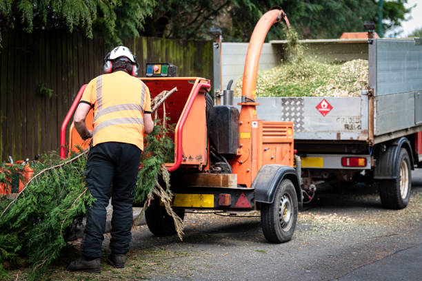 Best Tree Mulching  in Cumberland, KY