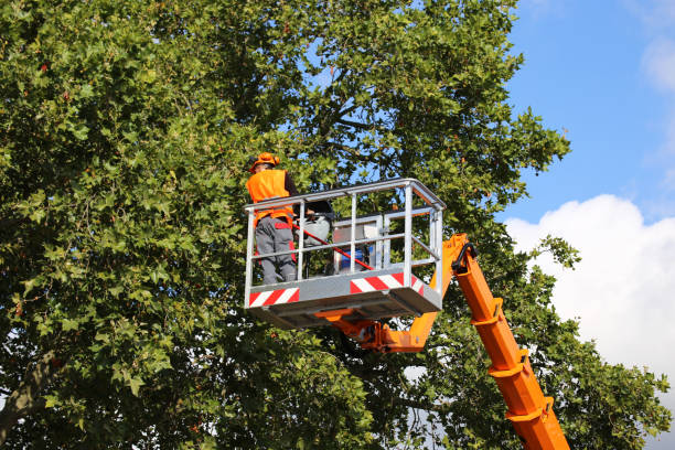 Best Pest Control for Lawns  in Cumberland, KY