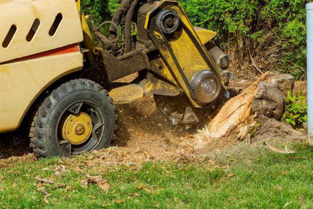 Best Palm Tree Trimming  in Cumberland, KY