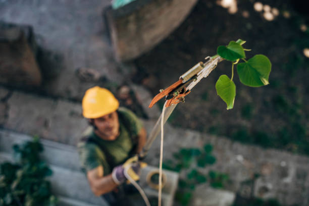 Best Hazardous Tree Removal  in Cumberland, KY