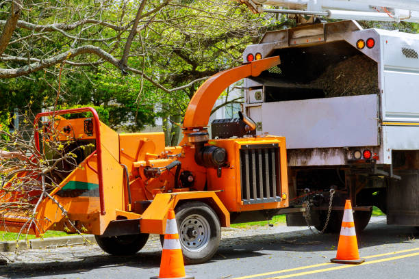 Best Storm Damage Tree Cleanup  in Cumberland, KY
