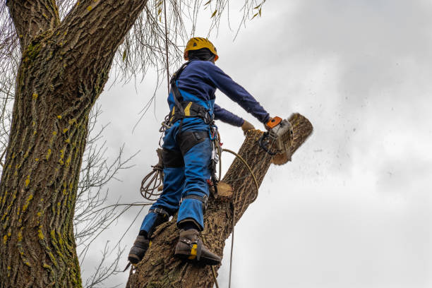 Best Commercial Tree Services  in Cumberland, KY