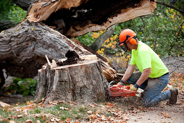 Best Leaf Removal  in Cumberland, KY