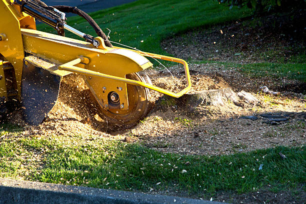Best Tree Maintenance Programs  in Cumberland, KY