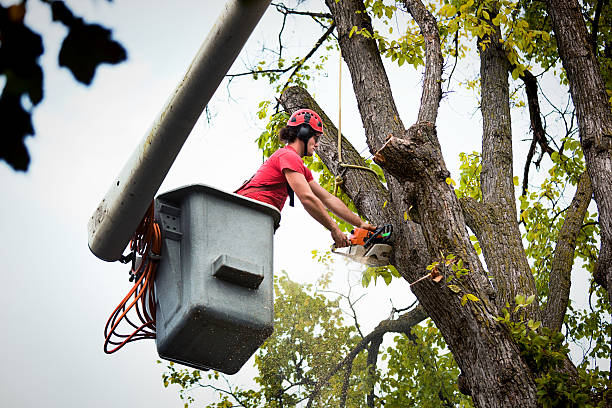 Best Firewood Processing and Delivery  in Cumberland, KY