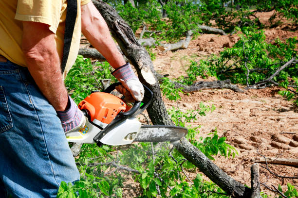 Best Lawn Dethatching  in Cumberland, KY