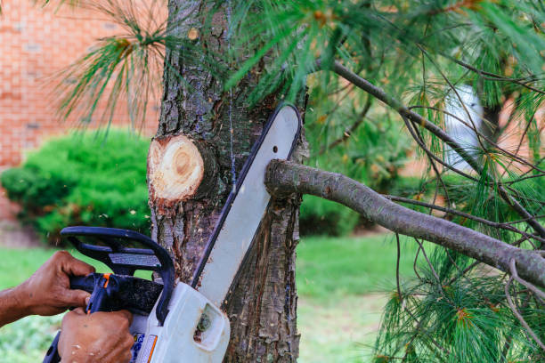 Best Palm Tree Trimming  in Cumberland, KY